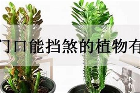 挡煞植物|避邪挡煞植物有哪些？认识7种避邪植物，为居家带来。